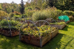 2090549-Sentimental-Farm-Raised-Beds-strawberries