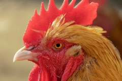 2090566-Sentimental-Farm-Fausto-the-Rooster