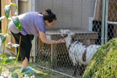 DSC0615-Sentimental-Farm-Sandy-giving-Nibbles-some-affection