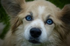 DKo-Betty-Davis-Eyes
