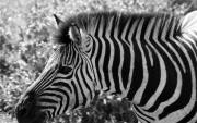 BL-IMG_0633ZebraBW