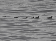 DB-Branta canadensis on ice water