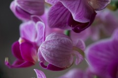 Orchid