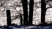 DBck-Fence-and-Trees