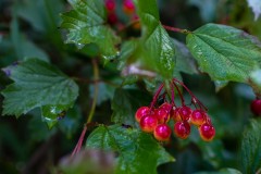 Wild Virburnum Berries