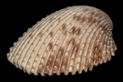 AW-sea-shell-1800x1200-pixels