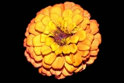 AW-zinnia-1800x1200-pixels