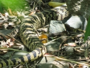 DB-Gopher-snake-in-Okanogan-BC