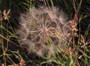 DB-Taraxacum-in-OkanoganBC