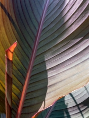 KW-2050383-Canna-Leaves